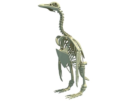 Penguin Skeleton anatomy 3D rendering model on white background