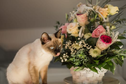 Hungry siamese cat portrait. Kitten is licking its mouth and waiting for snacks on background of basket with flowers at home.