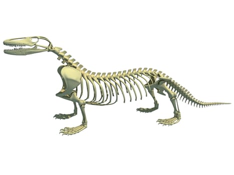 Komodo dragon skeleton anatomy 3D rendering model