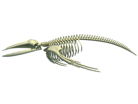 Humpback Whale Skeleton anatomy 3D rendering model