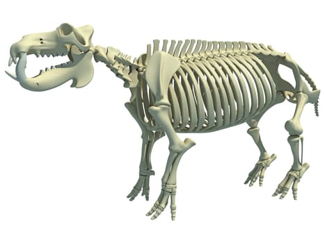 River Horse Hippopotamus Skeleton anatomy 3D rendering model