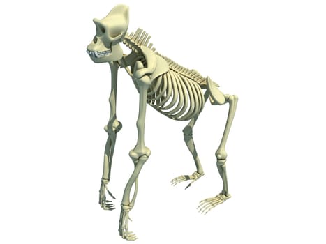 Gorilla Skeleton anatomy 3D rendering model