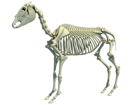 Horse Skeleton anatomy 3D rendering model