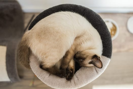 Small siamese cat sleeping on her cat's bed with soft cozy environment. Pet concept.