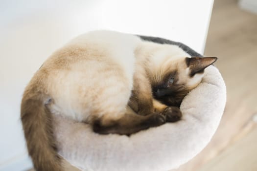 Portrait of elegant beige Siamese cat lying with blue eyes. Pet sits comfortably. Sleek well-groomed thoroughbred brown cat.