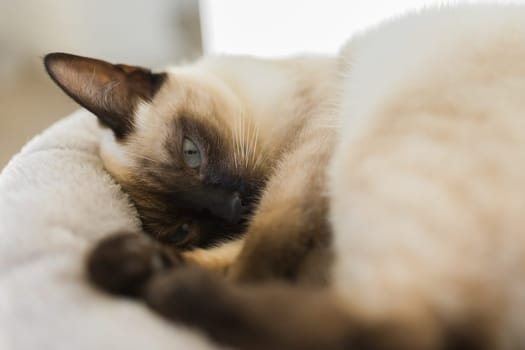 Portrait of elegant beige Siamese cat lying with blue eyes. Pet sits comfortably. Sleek well-groomed thoroughbred brown cat.