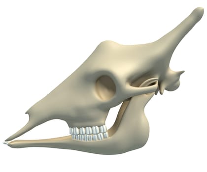 Giraffe Skull animal anatomy 3D rendering model on white background