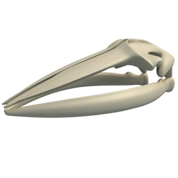 Fin Whale Skull animal anatomy 3D rendering model on white background