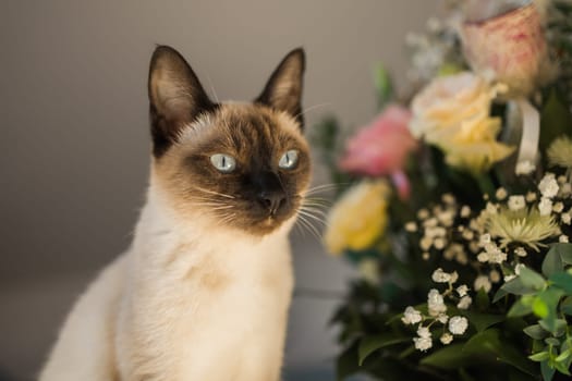 Hungry siamese cat portrait. Kitten is smelling flowers waiting for snacks on background of basket with roses at home.