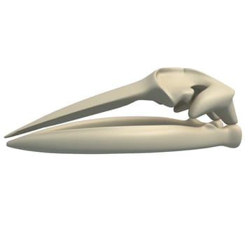 Fin Whale Skull animal anatomy 3D rendering model on white background