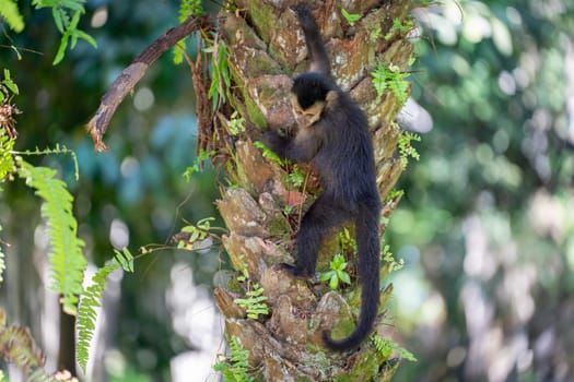 A young monkey in the jungle ponders climbing up or down a tree.