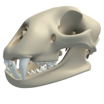 Cheetah Skull animal anatomy 3D rendering model on white background