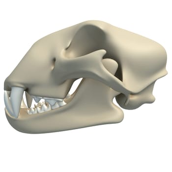 Cheetah Skull animal anatomy 3D rendering model on white background