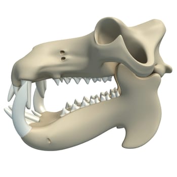 River Horse Hippo Skull animal anatomy 3D rendering model on white background