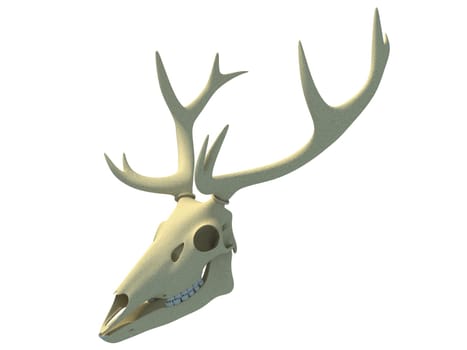 Deer Skull animal anatomy 3D rendering model on white background