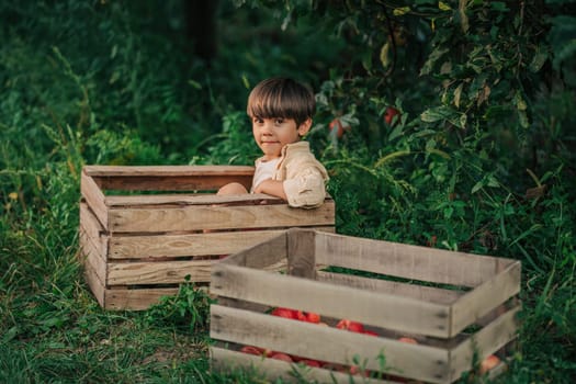 Cute little toddler boy eating ripe red apple in wooden box in orchard. Son in home garden explores plants, nature in autumn countryside. Amazing scene. Family, love, harvest, childhood concept