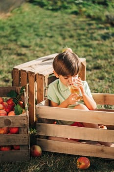 Cute little toddler boy drinking apple juice in wooden box in orchard. Son in home garden explores plants, nature in autumn countryside. Amazing scene. Family, love, harvest, childhood concept