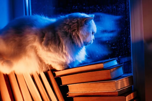 Heartwarming coziness - charming fluffy big cat sitting atop pile of paper books by rain-kissed window. Charm of rainy days, joy of reading, pets companionship. Watching night rain, autumn season.