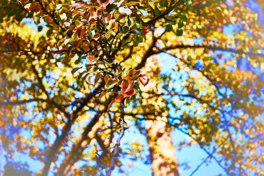 a yellowish or brownish green edible fruit that is typically narrow at the stalk