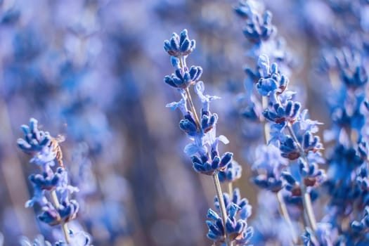 Lavender flower blooming scented fields in endless rows. Selective focus on Bushes of lavender purple aromatic flowers at lavender field. Abstract blur for background.