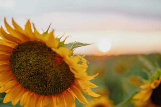 Close-up of a sunflower growing in a field of sunflowers during a nice sunny summer day with some clouds. Helianthus