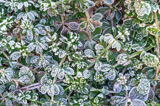 Beautiful frozen microcosmos. Freezing weather frost action in nature. First frost at frozen field plants close-up autumn shot