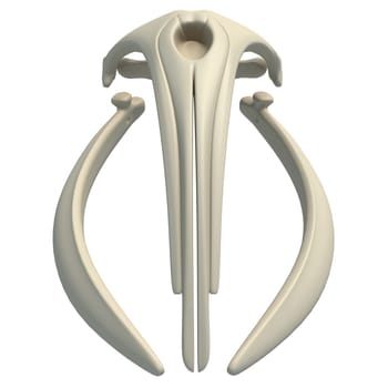Right Whale Skull animal anatomy 3D rendering model on white background