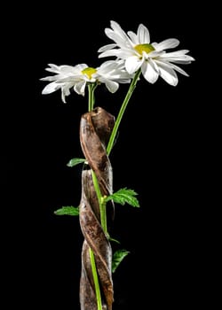 Creative still life with old rusty drill bit and white chamomile on a black background