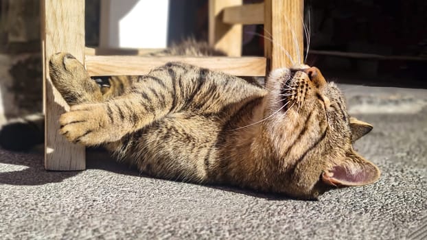 Cute brown tabby cat lying in funny pose with his eyes closed enjoying rays of sun