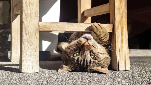 Cute brown tabby cat with yellow eyes, lying in funny pose and looking at camera.
