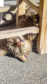 Funny brown tabby cat with yellow eyes, lying in funny pose and looking at camera, vertical frame, copy space.