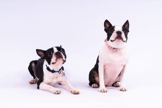 Two boston terrier dog posing in a studio, white and dark background
