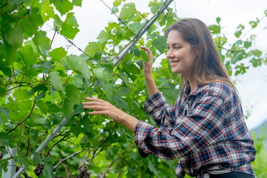 Side view of winery worker or farmer woman stand to check grape vine in the yard or field with day light and she look happy during working.