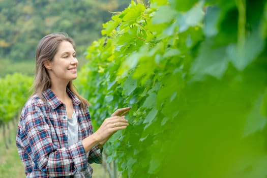 Pretty winery worker or farmer walk and check grape vine in the yard or field with day light and she look happy during working.