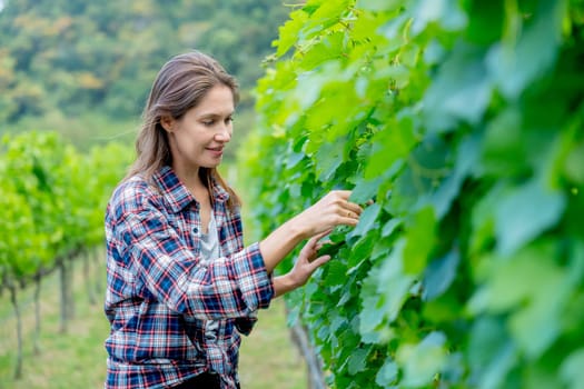Close up winery worker or farmer woman walk and check grape vine in the yard or field with day light and she look happy during working.