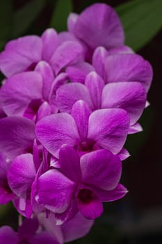 Set of macro images of purple orchids