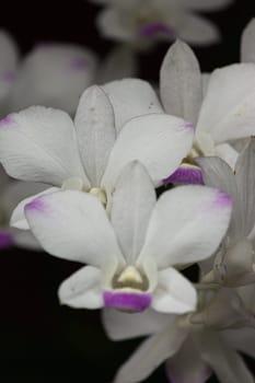 Macro image set. Orchid flowers on the back. and blur the front of the flowe