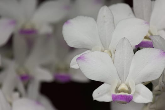 white orchid Purple petals with small spots