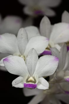 Macro photo set of front flower orchid and blur the flowers behind