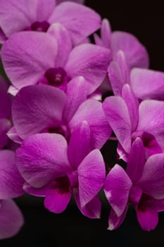 Set of macro images of purple orchids