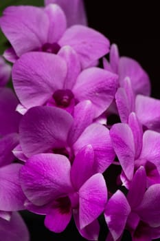 Set of macro images of purple orchids