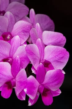 Set of macro images of purple orchids