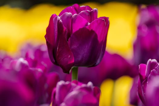 Magenta tulips spring blossoming, bokeh flower background, pastel and soft floral card, selective focus.