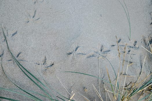 Imprints on the sand beach, birds feet photo. Seagull prints on yellow grainy sand of beach in Catalonia. The view from the top, seaside plants. High quality picture for wallpaper
