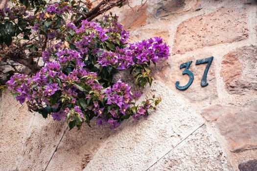 Violet flowers and gray house in Catalonia, Spain. Street sign number 37 on old textured wall. Blooming Bougainvillea flowers photography. Street scene. High quality picture for wallpaper, article