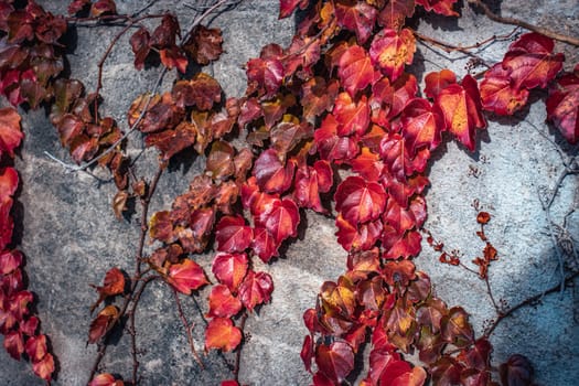 Ivy red wall texture background concept photo. Old brick wall and autumn creeper, bricks fence, retro exterior. District of European town. High quality picture for wallpaper, travel blog.