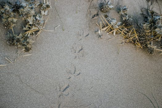 Several embossed imprints of paws of sea bird photo. Seagull prints on yellow grainy sand of beach in Catalonia. The view from the top, seaside plants. High quality picture for wallpaper