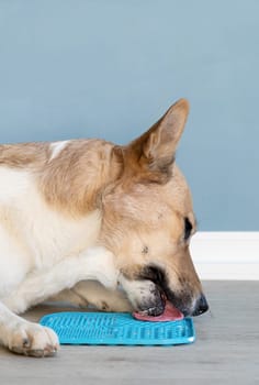 cute dog using lick mat for eating food slowly. snack mat, licking mat for cats and dogs