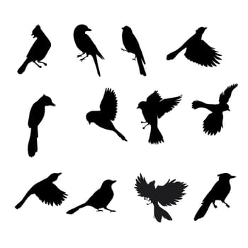 Black silhouettes of various kinds of birds. Isolate on white illustration