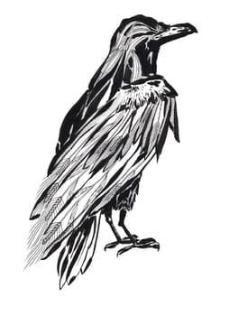 Raven art - Illustration of the black raven bird. High Detailed hand drawn Art.